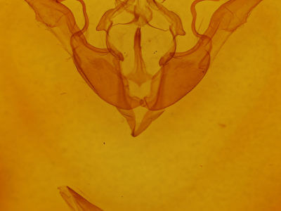 genitalia view of adult Lithophane georgii