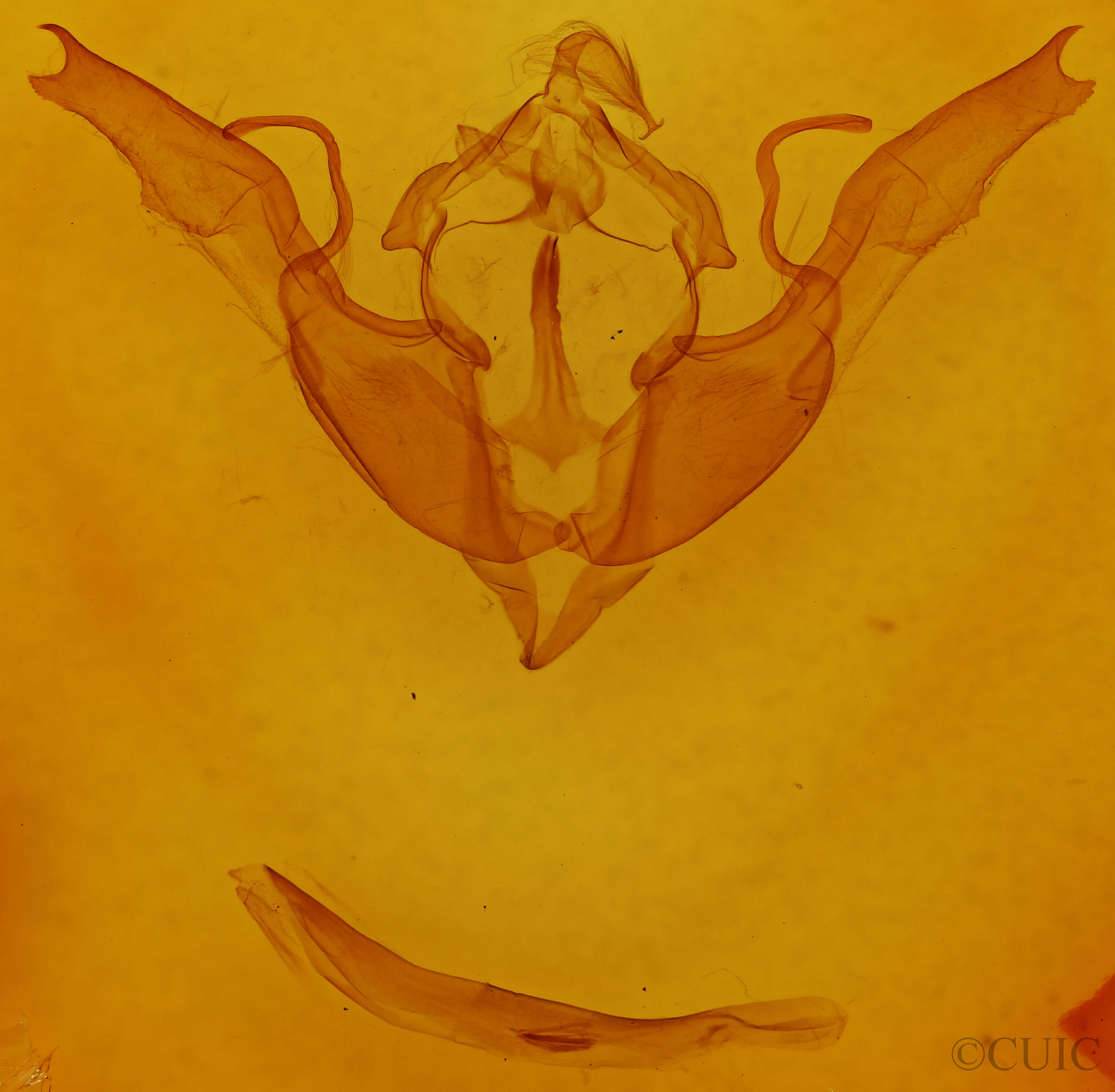genitalia view of adult Lithophane georgii