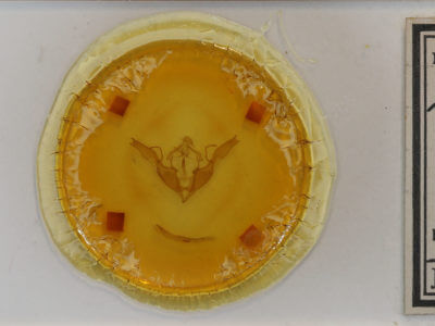 slide view of adult Lithophane georgii