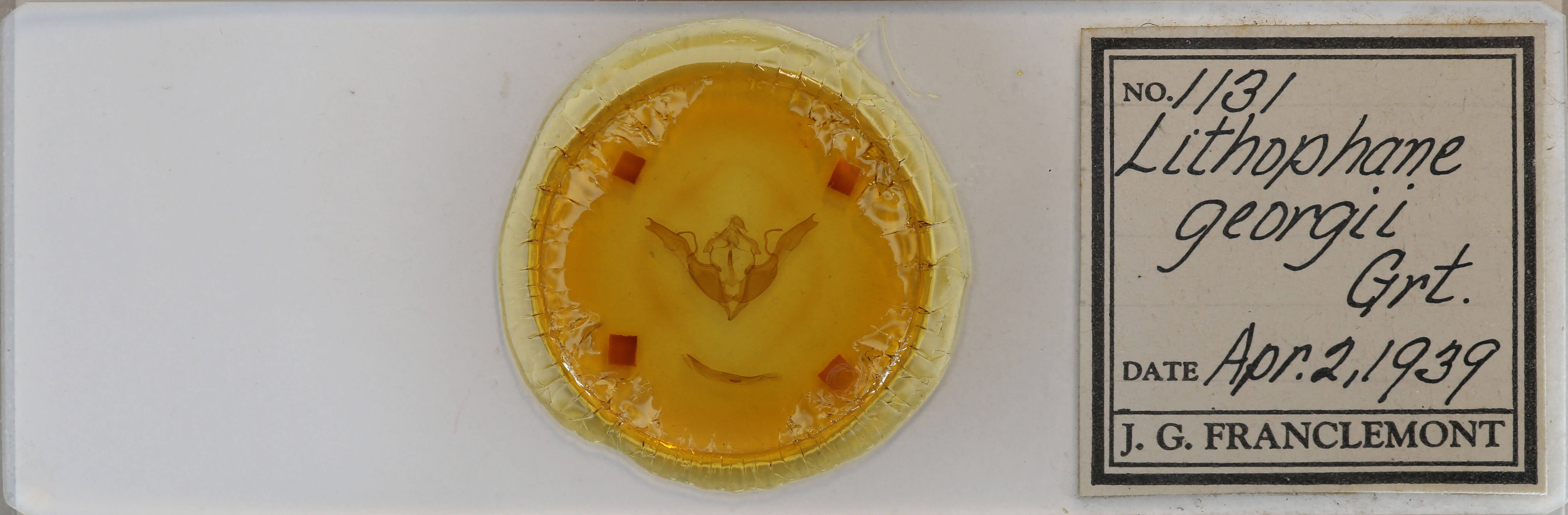 slide view of adult Lithophane georgii