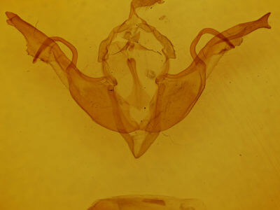 genitalia view of adult Lithophane grotei