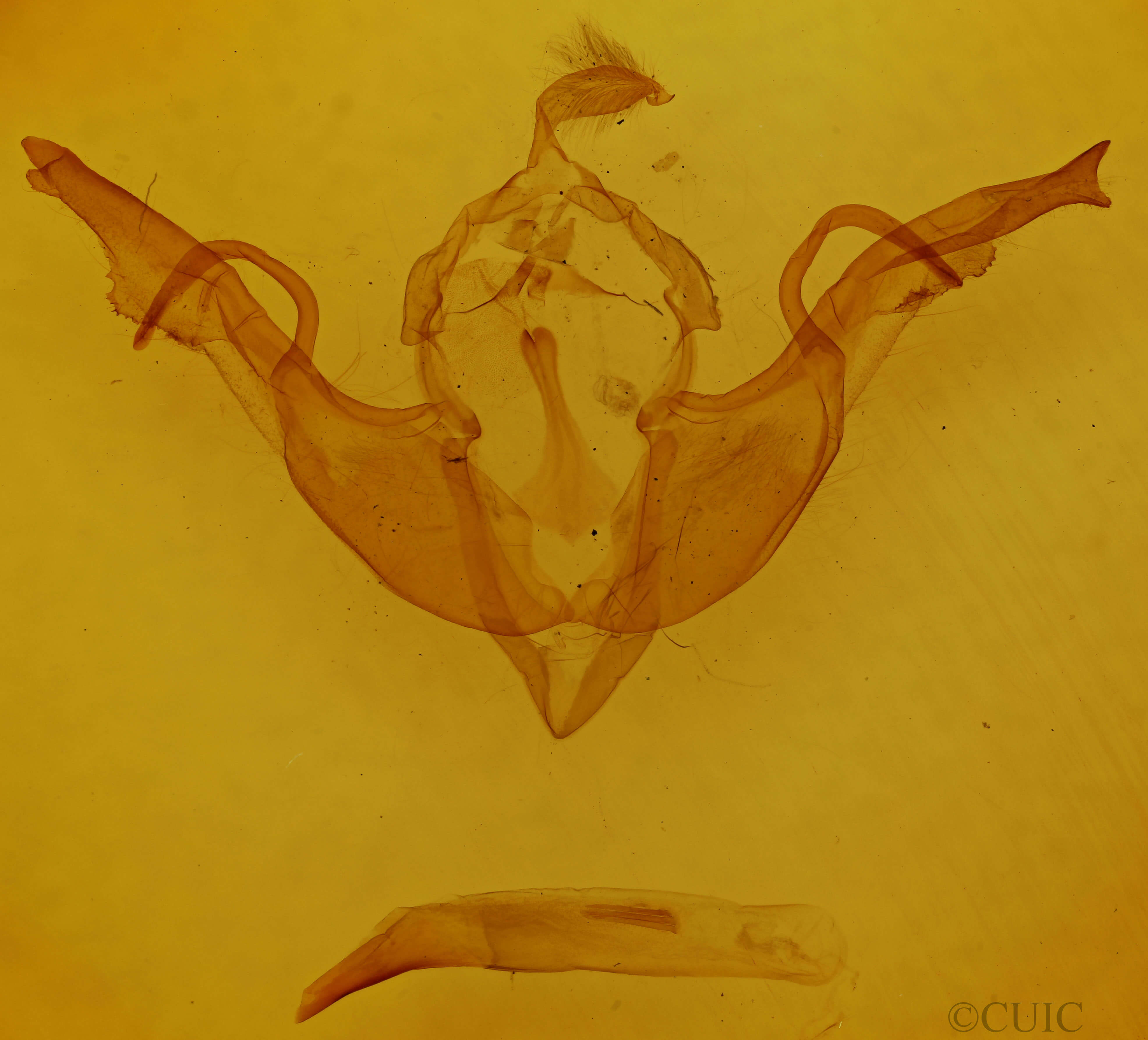 genitalia view of adult Lithophane grotei