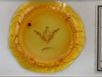 slide view of adult Lithophane grotei