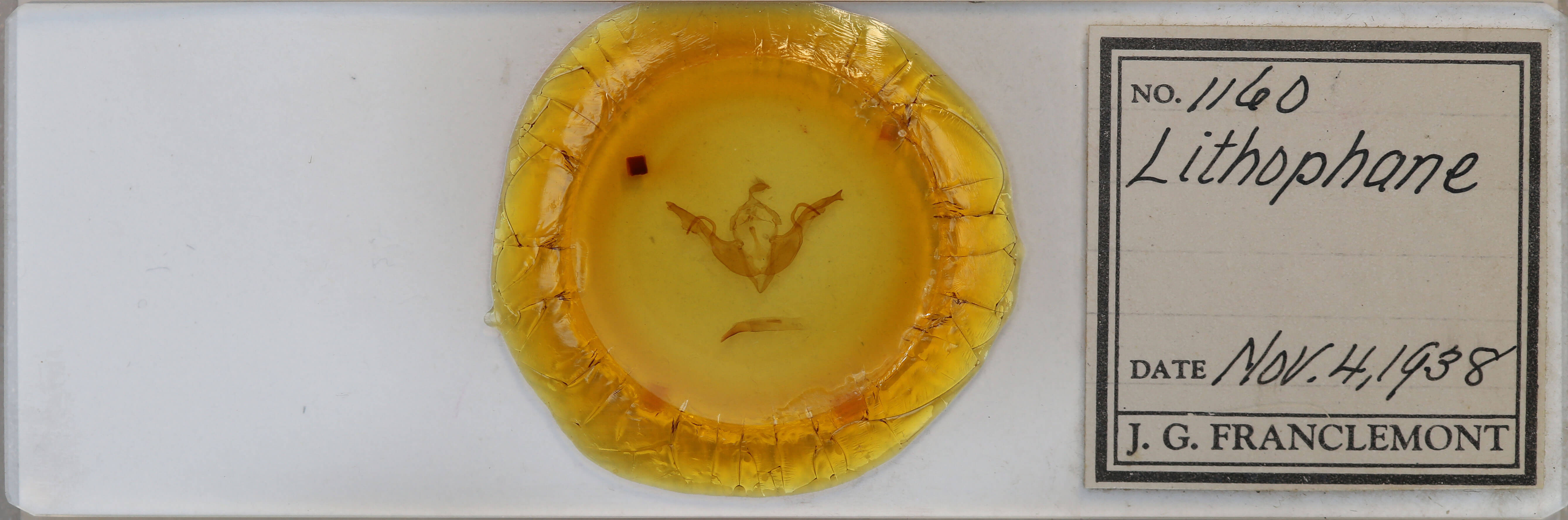 slide view of adult Lithophane grotei