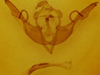 genitalia view of adult Lithophane grotei