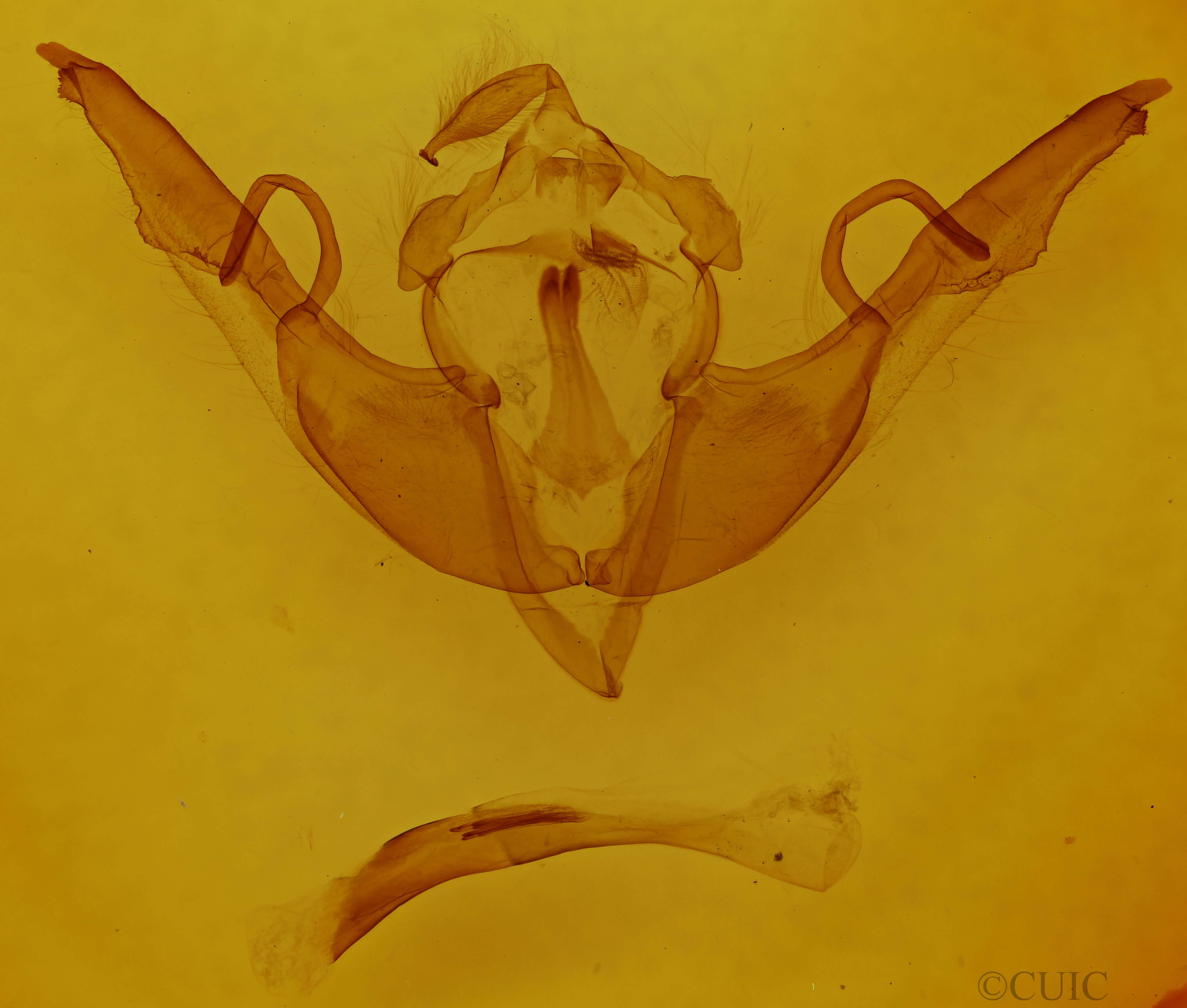 genitalia view of adult Lithophane grotei