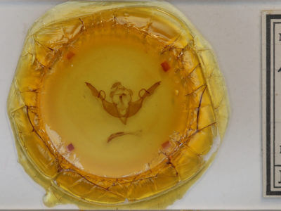 slide view of adult Lithophane grotei