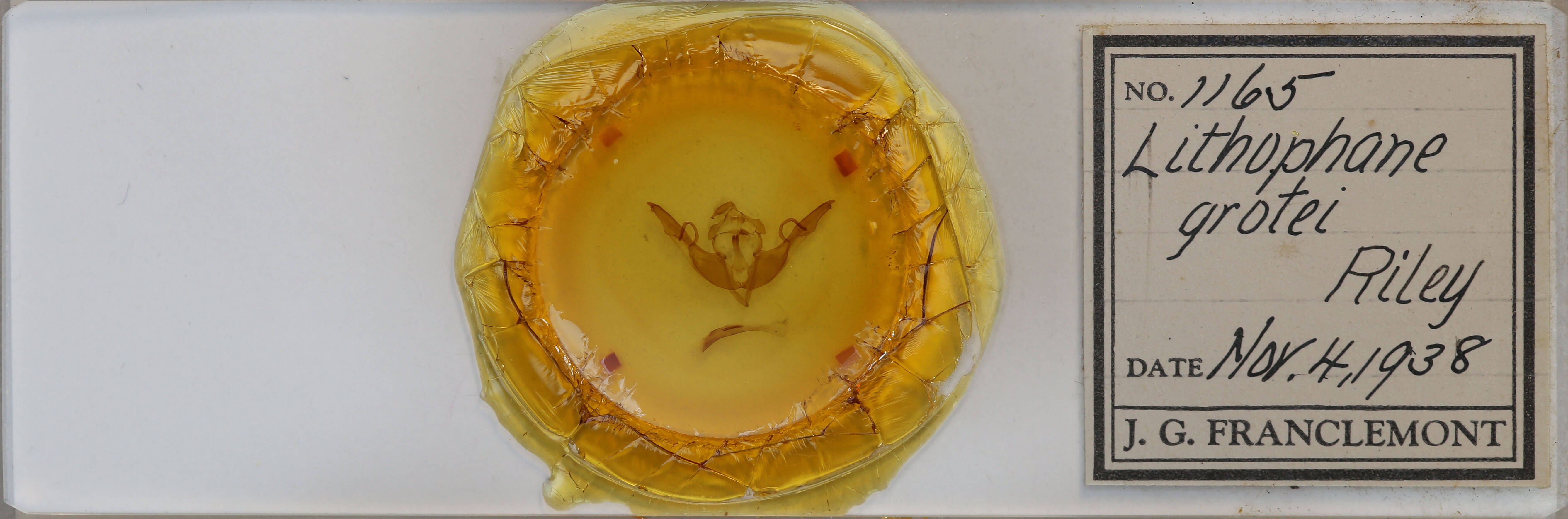 slide view of adult Lithophane grotei