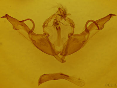 genitalia view of adult Lithophane laticinerea