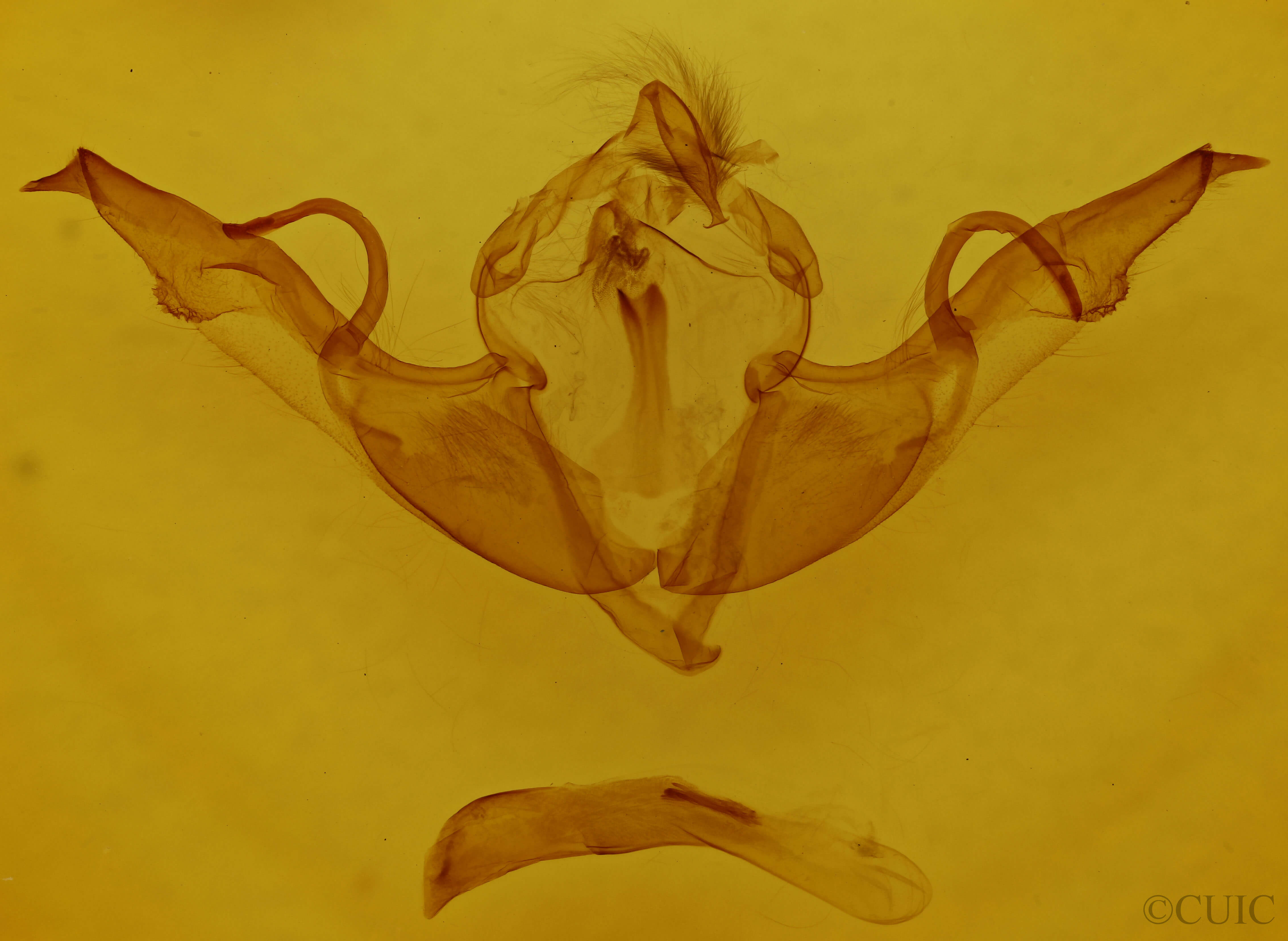 genitalia view of adult Lithophane laticinerea
