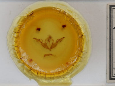 slide view of adult Lithophane laticinerea