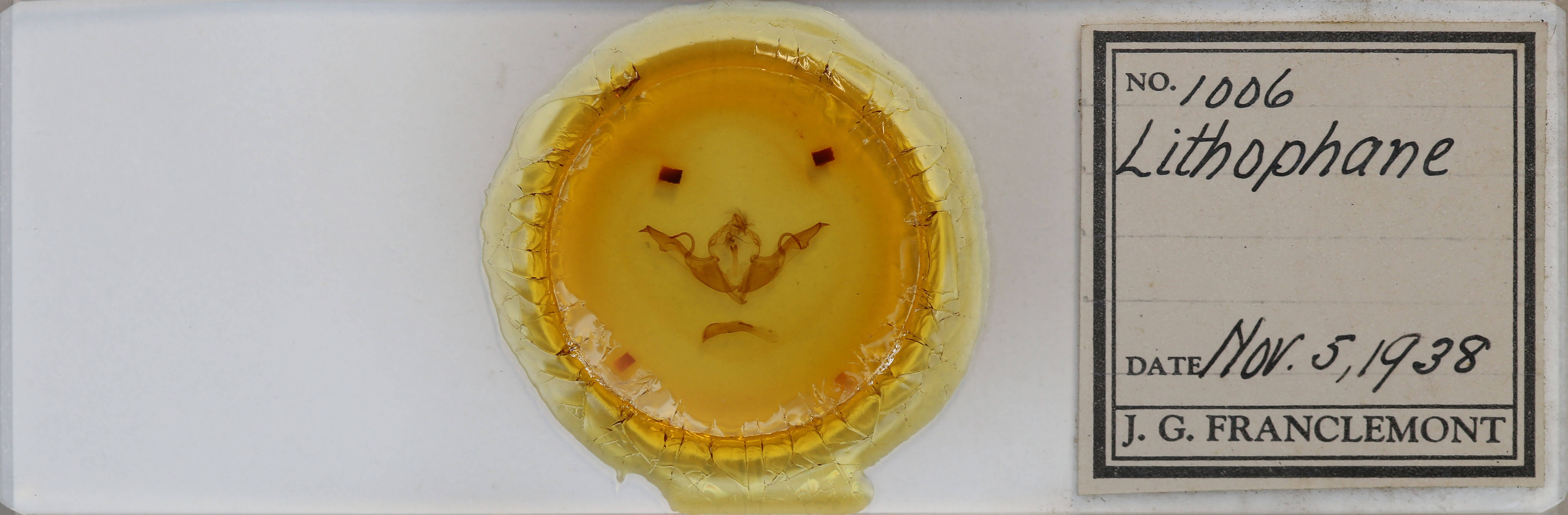 slide view of adult Lithophane laticinerea