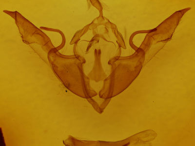 genitalia view of adult Lithophane laticinerea