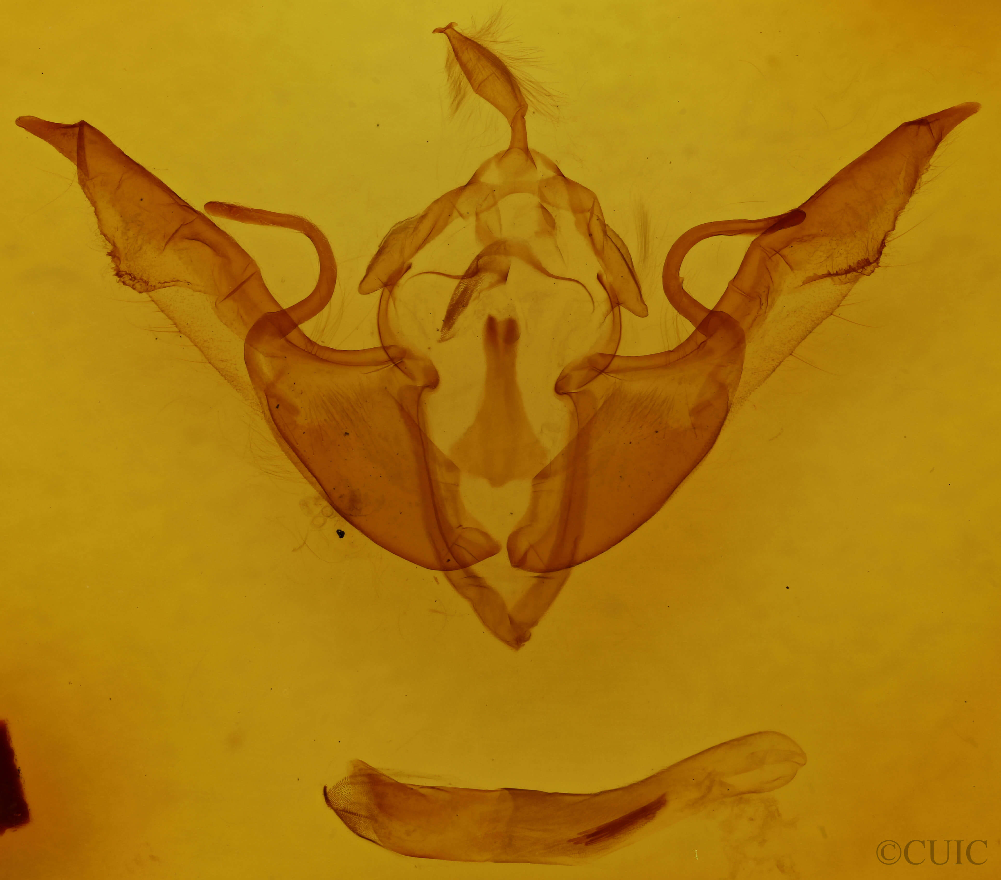 genitalia view of adult Lithophane laticinerea