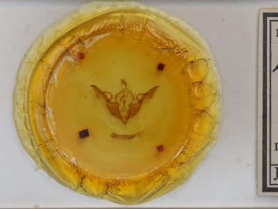 slide view of adult Lithophane laticinerea