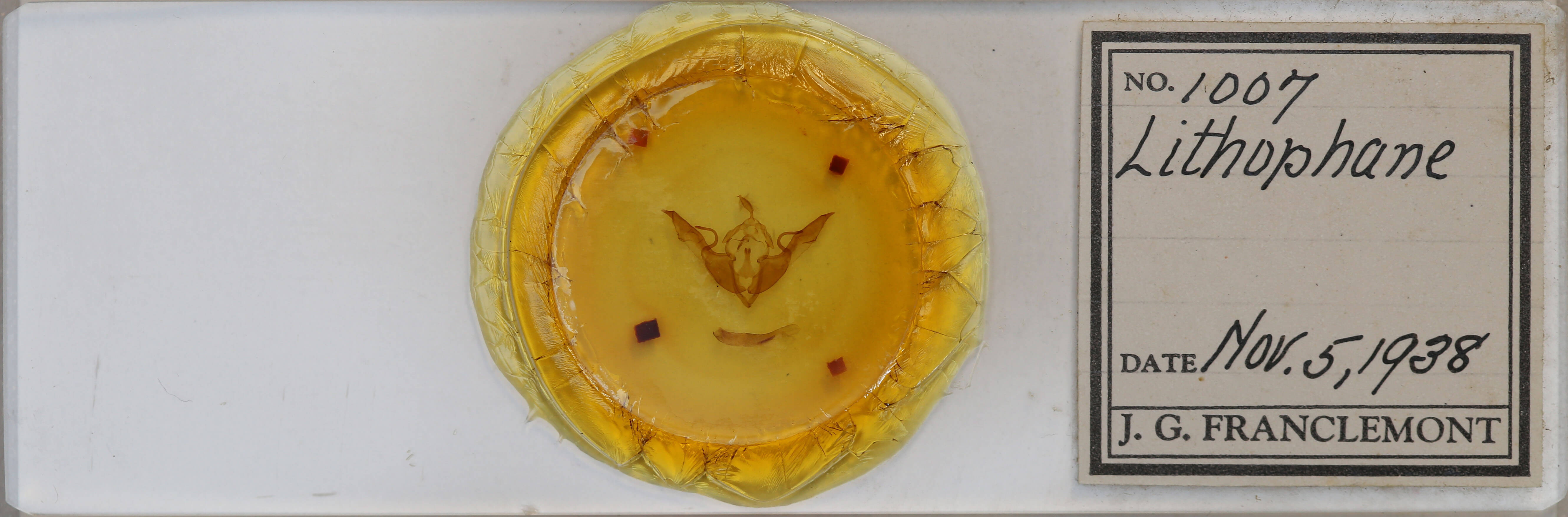 slide view of adult Lithophane laticinerea