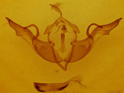 genitalia view of adult Lithophane laticinerea