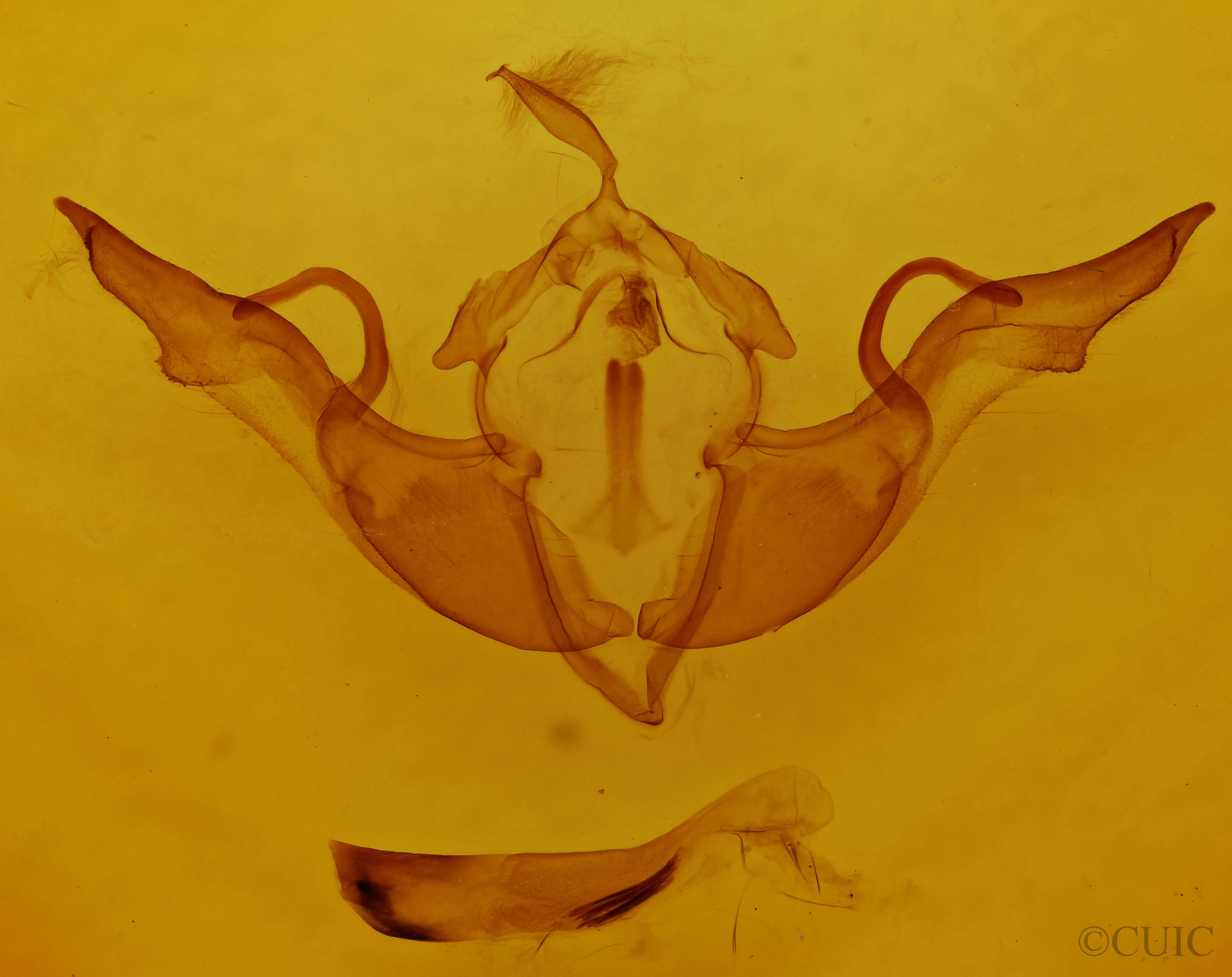 genitalia view of adult Lithophane laticinerea