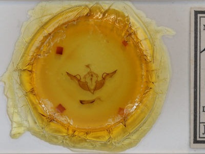 slide view of adult Lithophane laticinerea