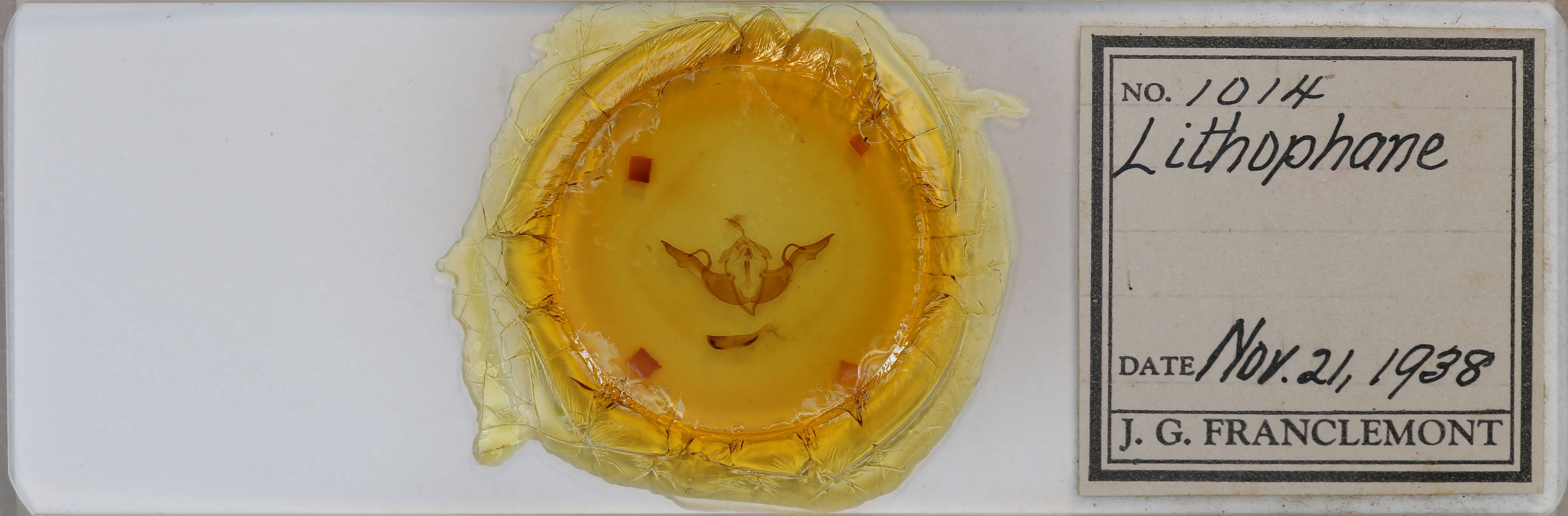 slide view of adult Lithophane laticinerea