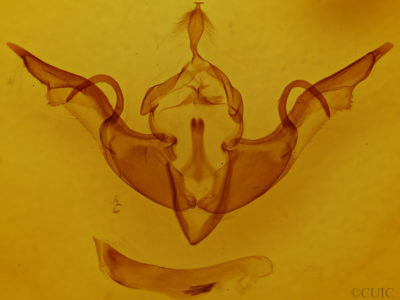 genitalia view of adult Lithophane laticinerea