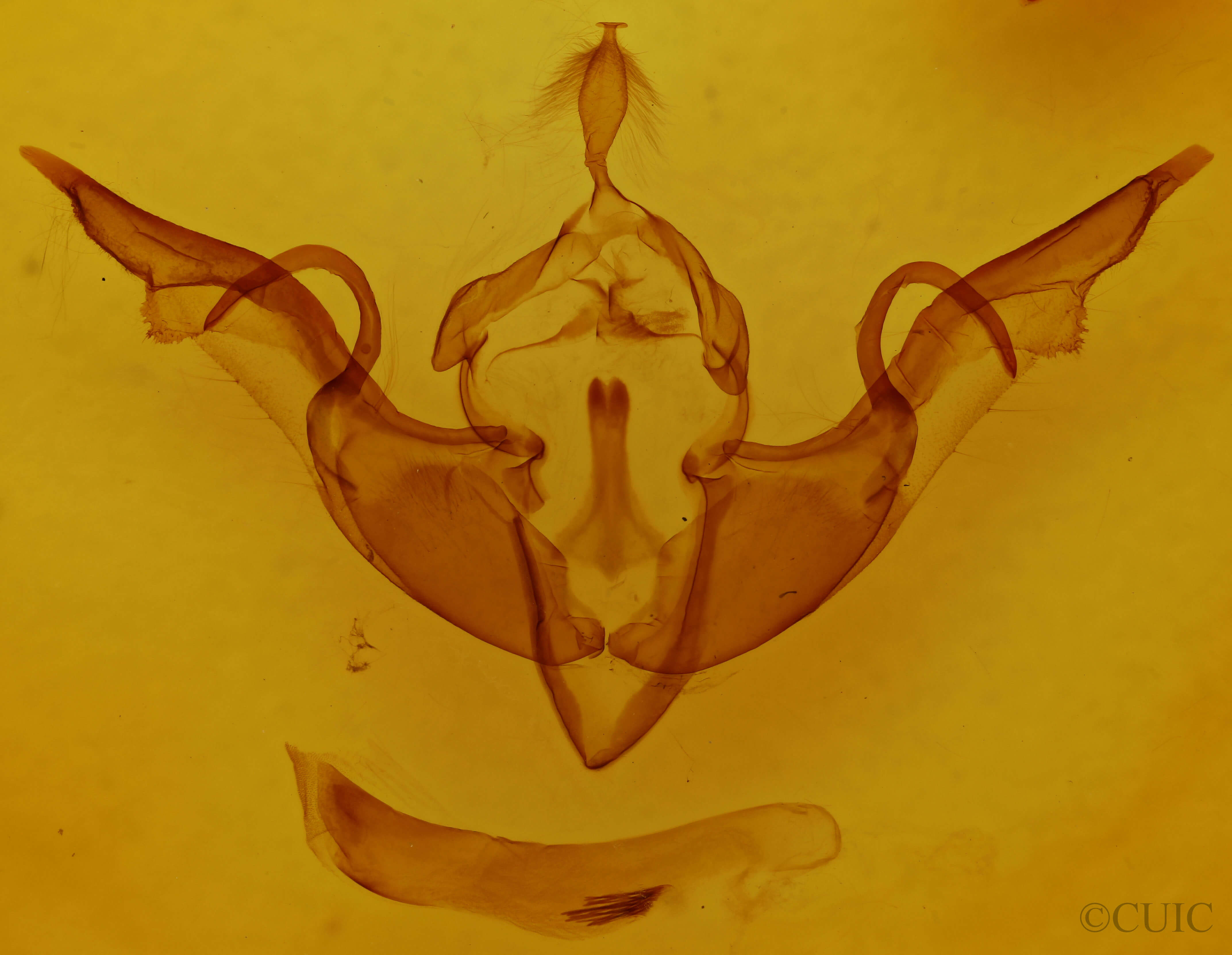 genitalia view of adult Lithophane laticinerea