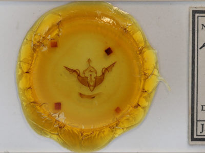 slide view of adult Lithophane laticinerea