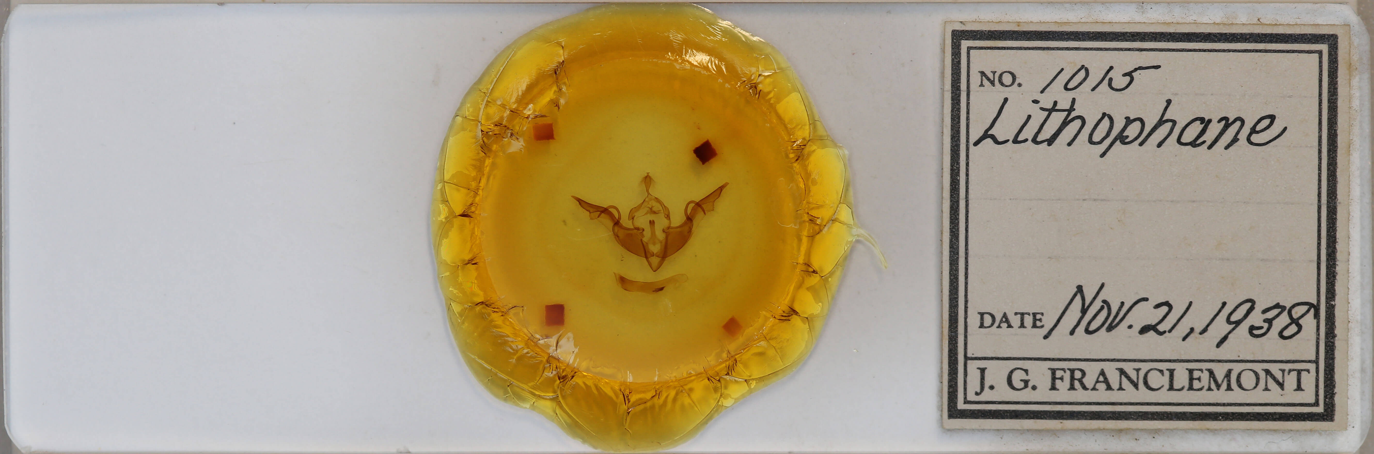 slide view of adult Lithophane laticinerea