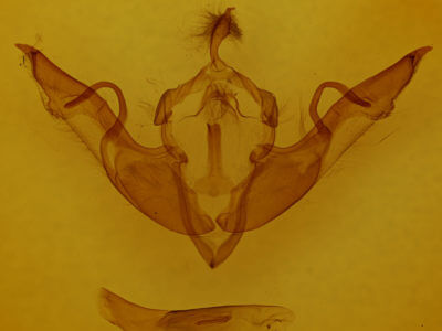 genitalia view of adult Lithophane laticinerea