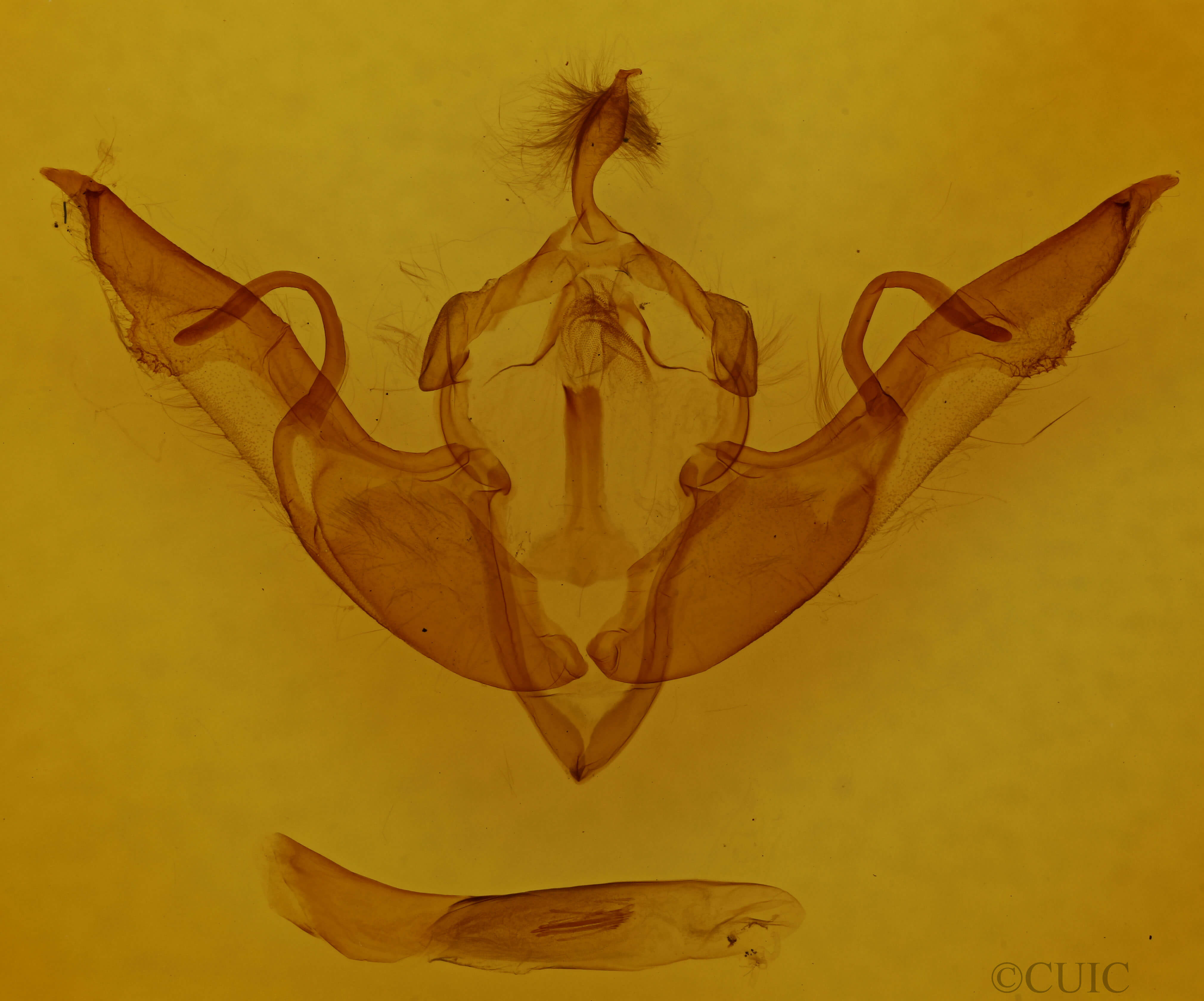 genitalia view of adult Lithophane laticinerea