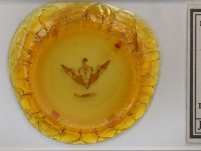 slide view of adult Lithophane laticinerea