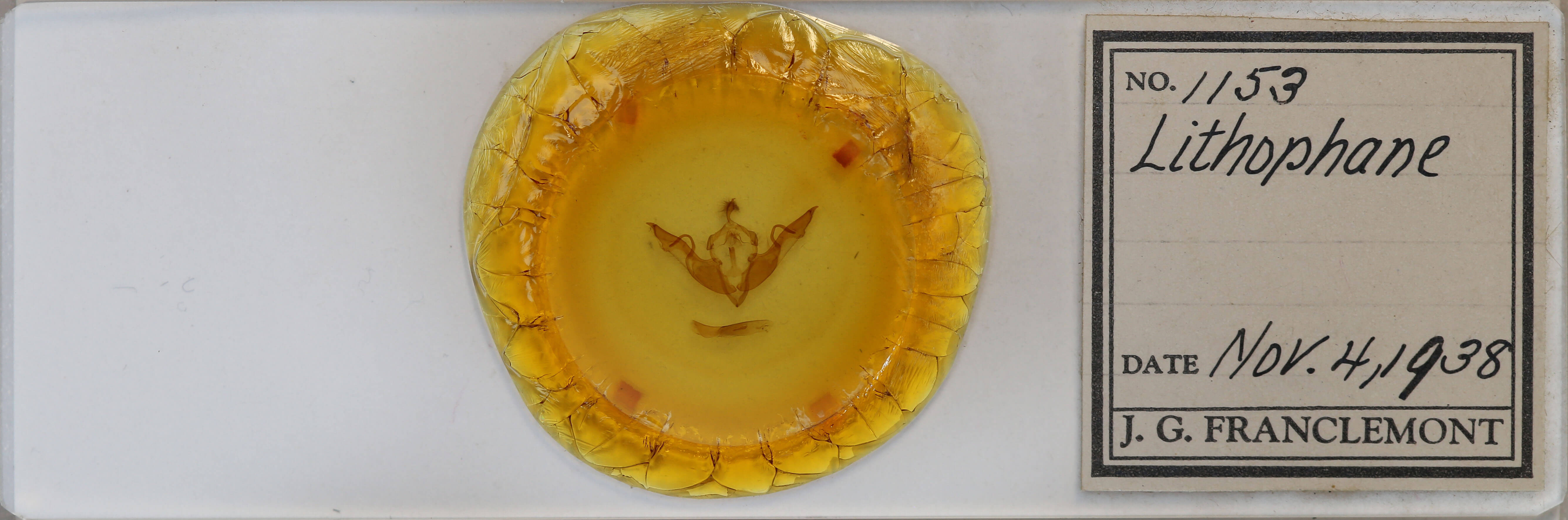 slide view of adult Lithophane laticinerea