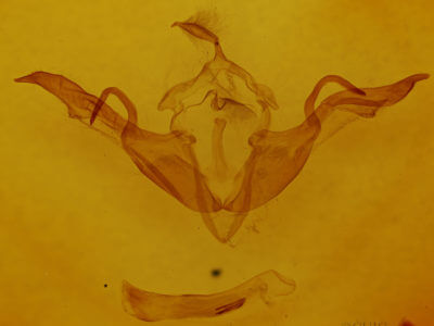 genitalia view of adult Lithophane laticinerea