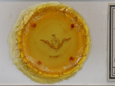 slide view of adult Lithophane laticinerea