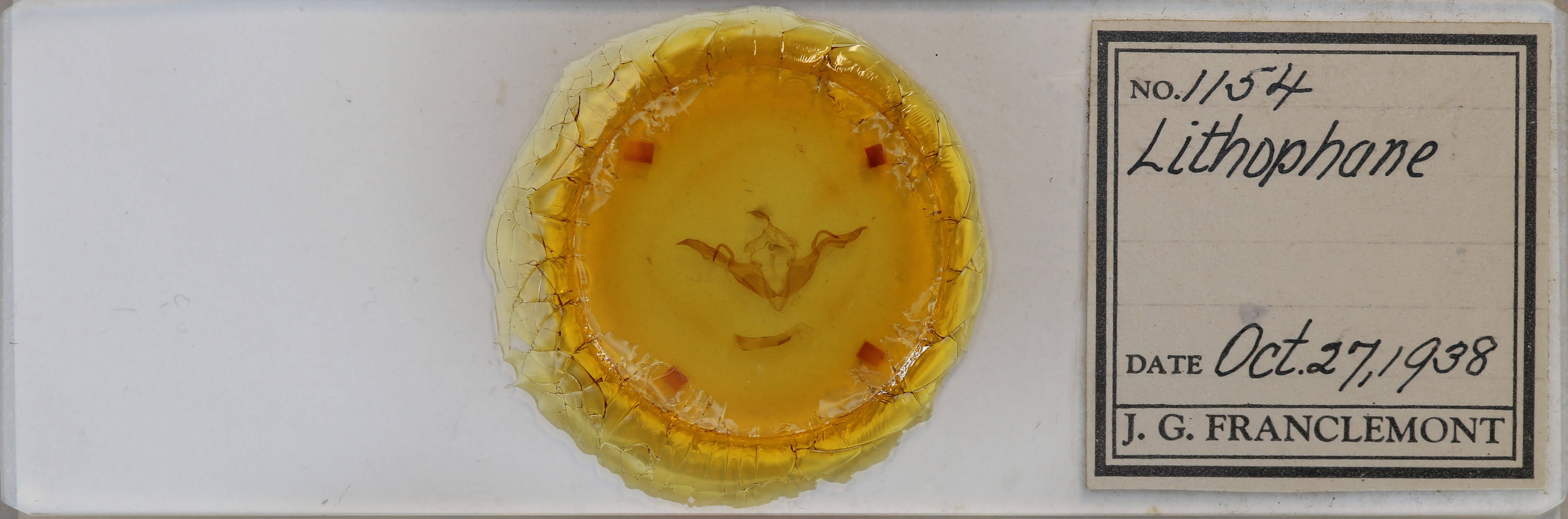 slide view of adult Lithophane laticinerea