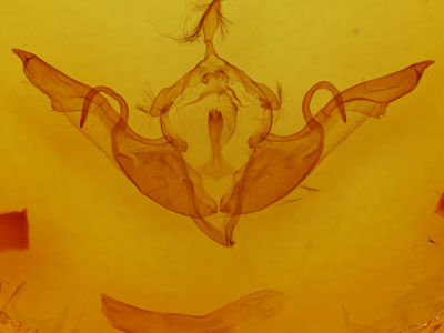genitalia view of adult Lithophane laticinerea