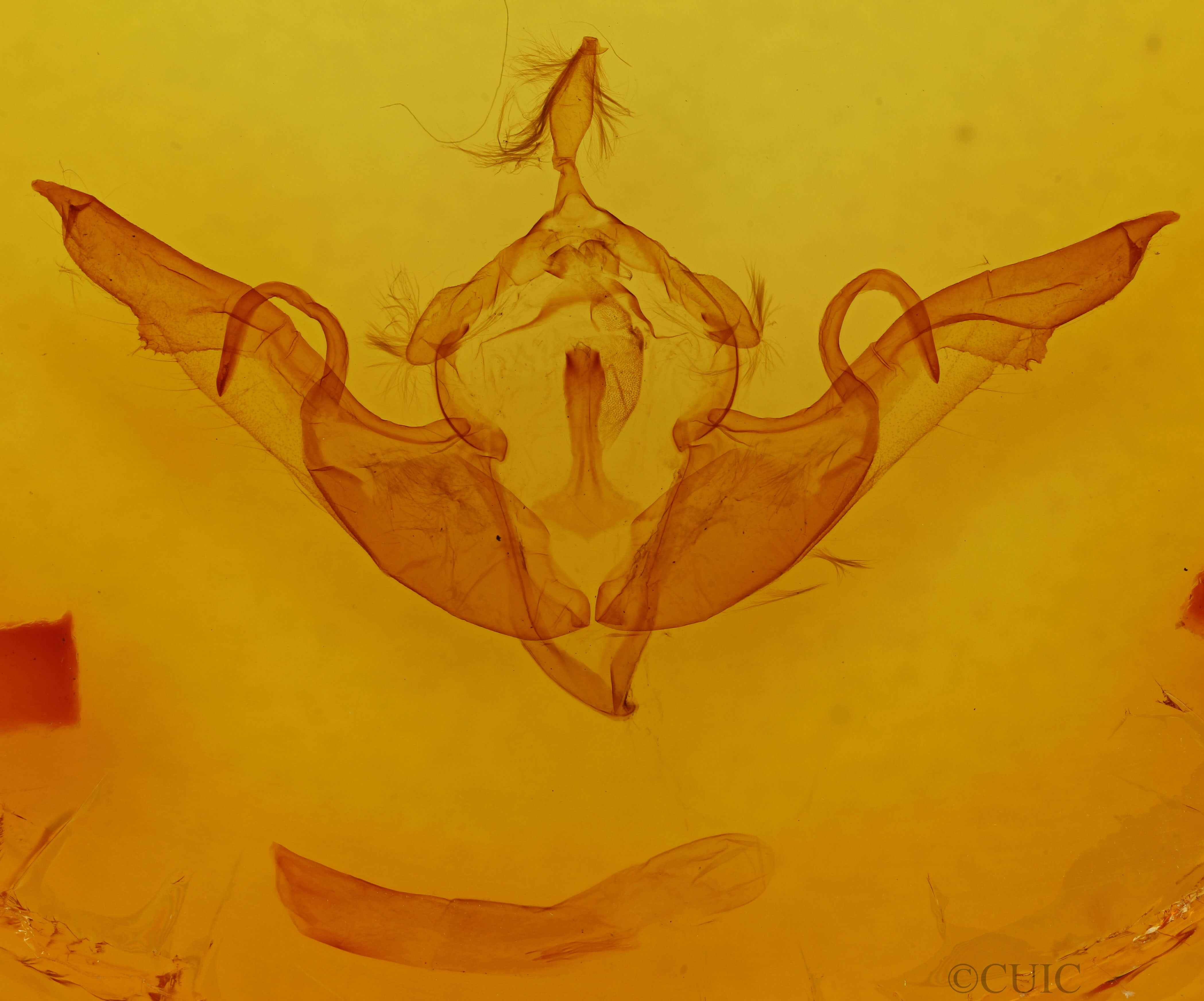 genitalia view of adult Lithophane laticinerea