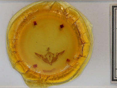 slide view of adult Lithophane laticinerea