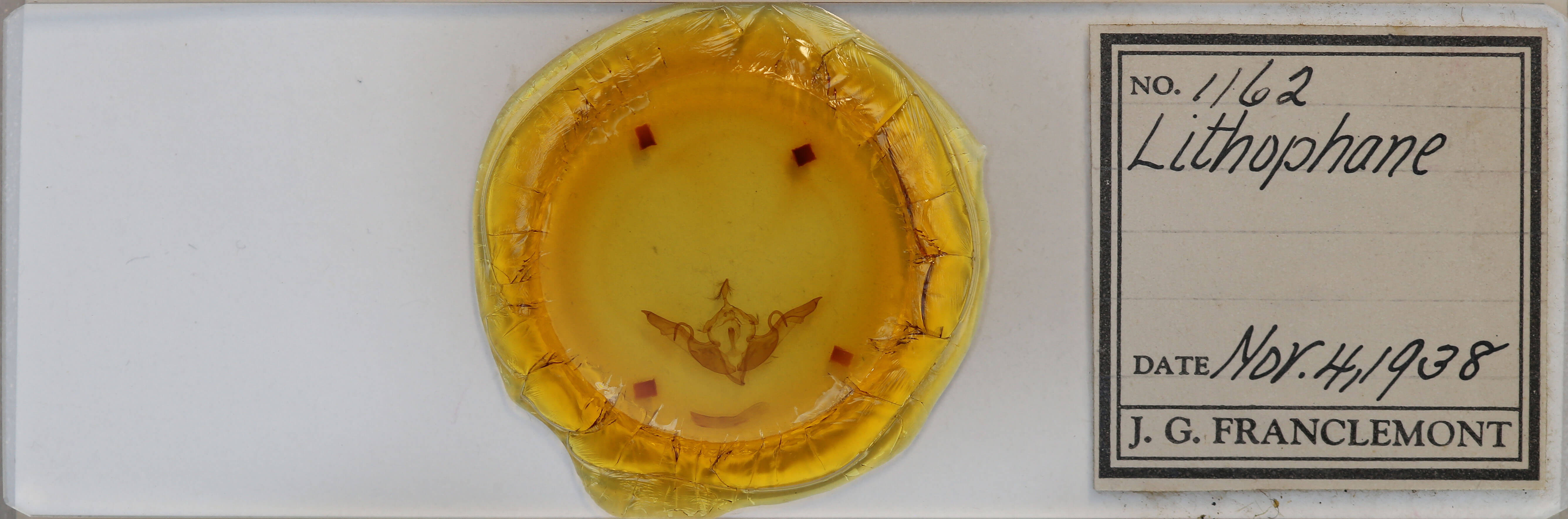 slide view of adult Lithophane laticinerea