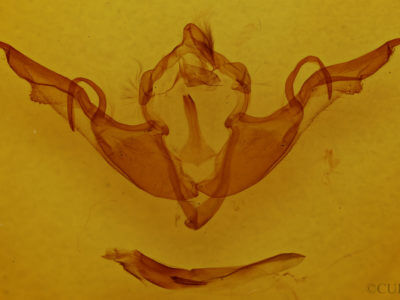 genitalia view of adult Lithophane laticinerea