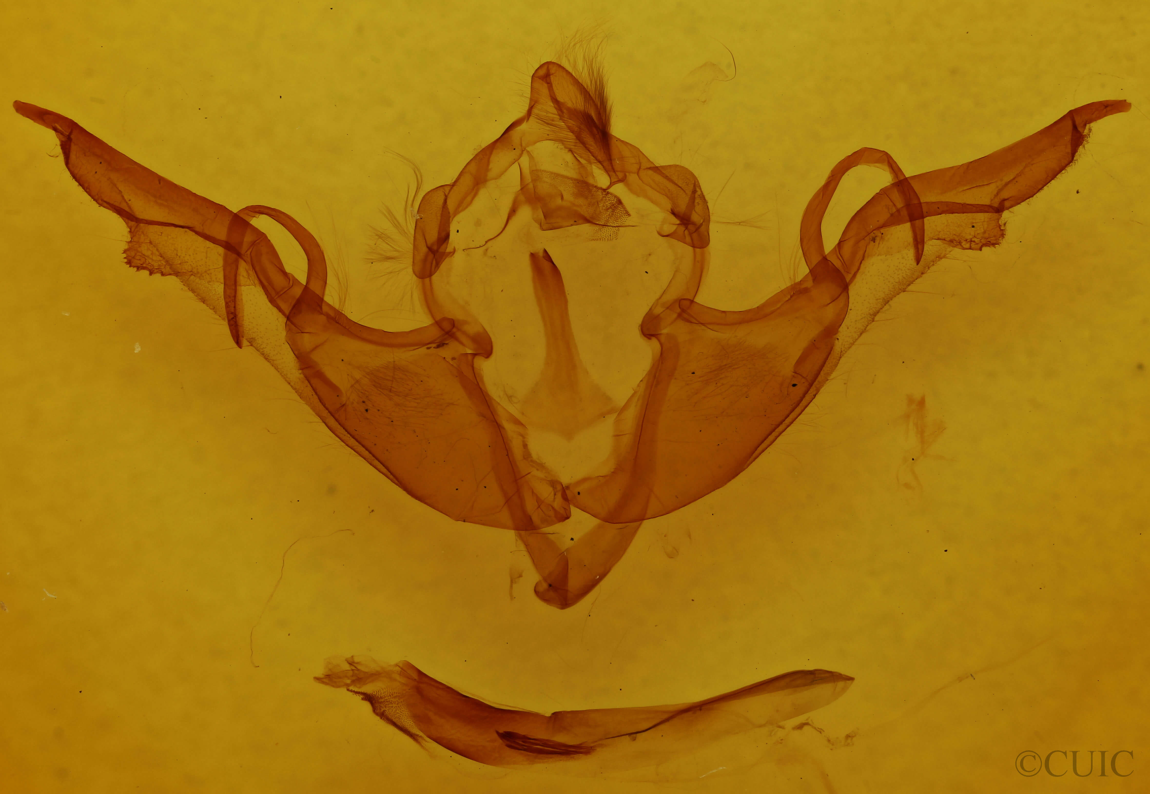 genitalia view of adult Lithophane laticinerea