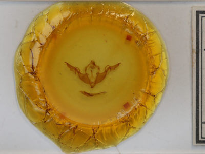 slide view of adult Lithophane laticinerea