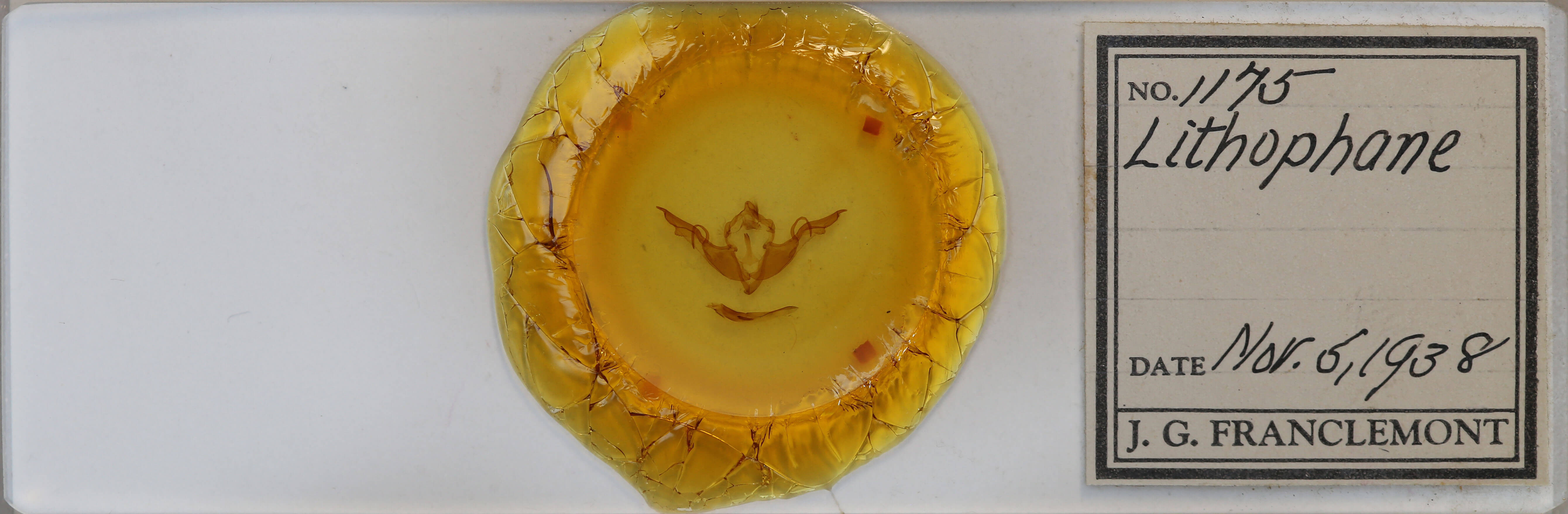 slide view of adult Lithophane laticinerea