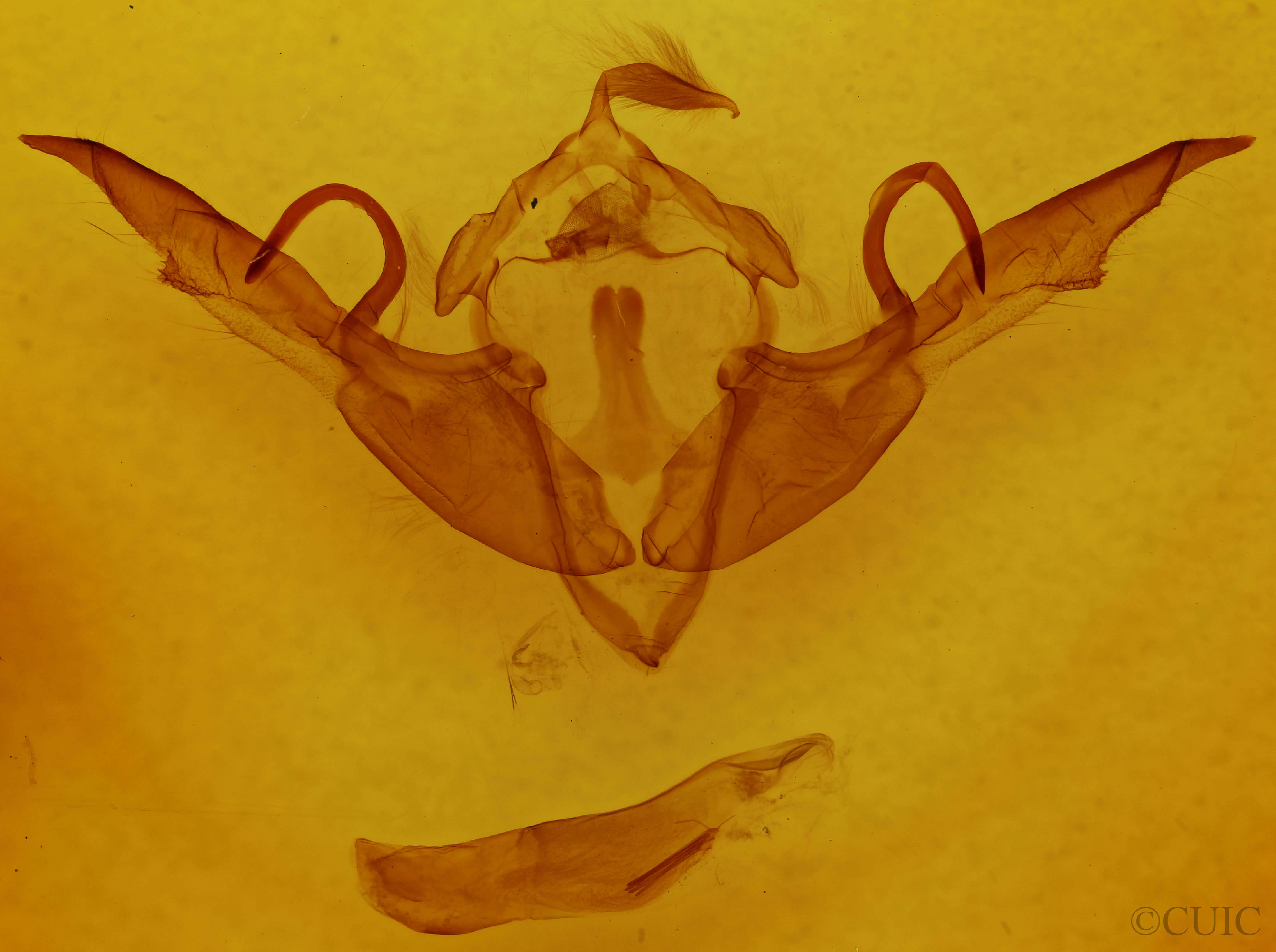genitalia view of adult Lithophane laticinerea
