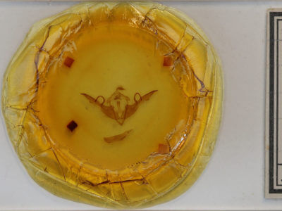 slide view of adult Lithophane laticinerea