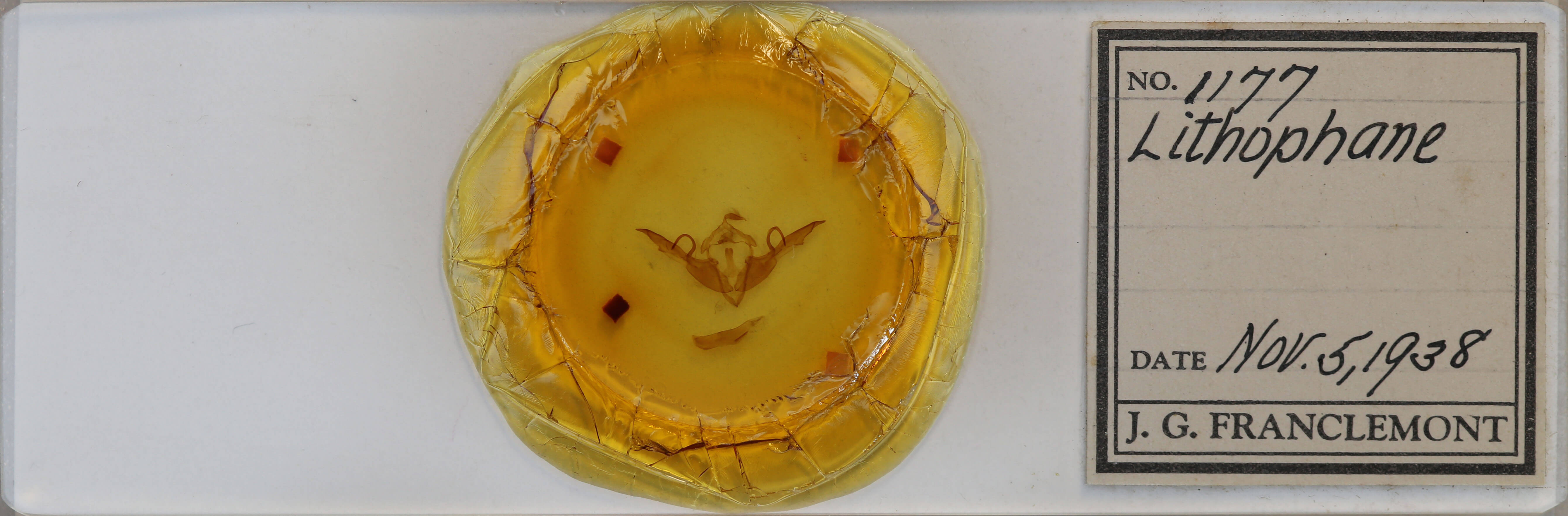 slide view of adult Lithophane laticinerea