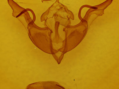 genitalia view of adult Lithophane laticinerea