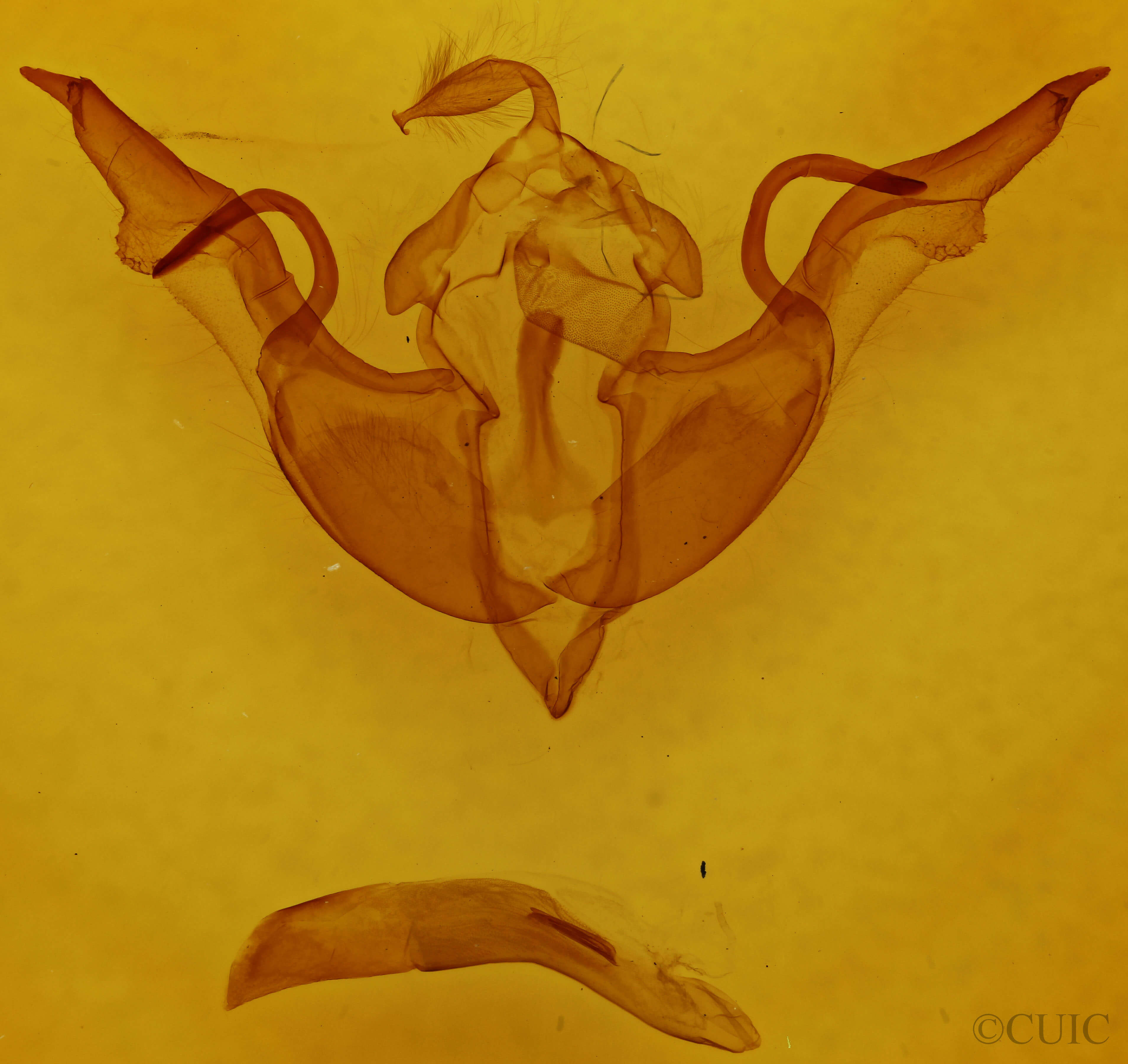 genitalia view of adult Lithophane laticinerea