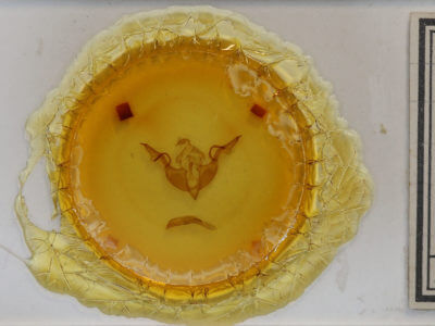 slide view of adult Lithophane laticinerea