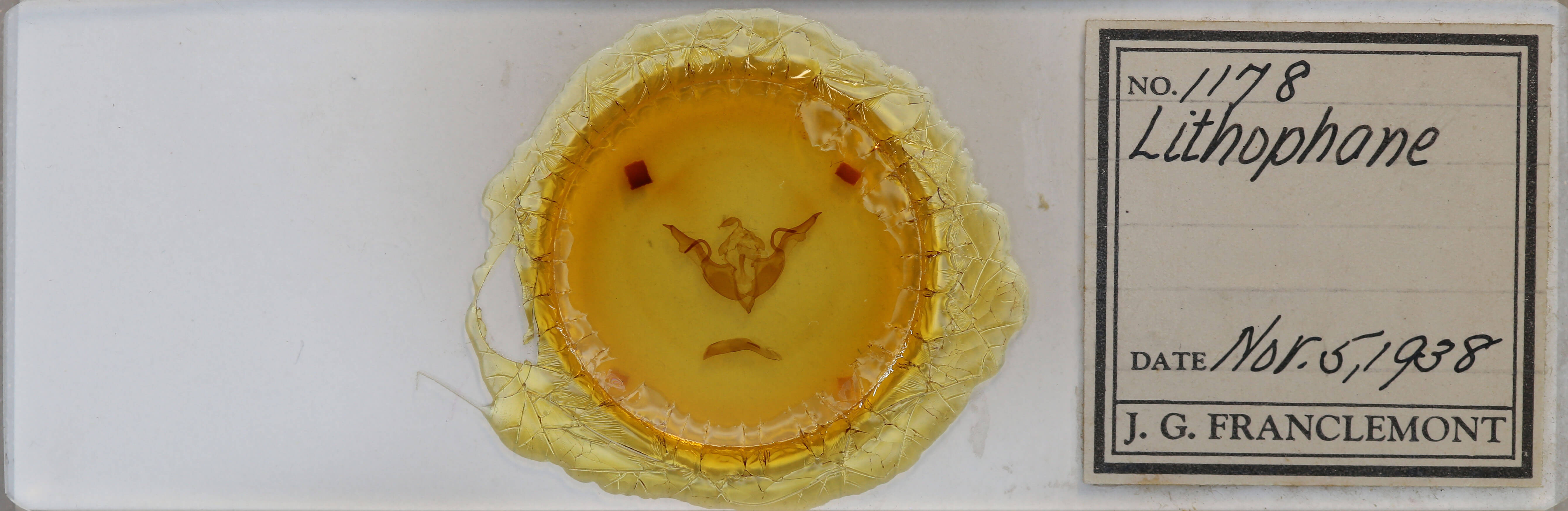 slide view of adult Lithophane laticinerea